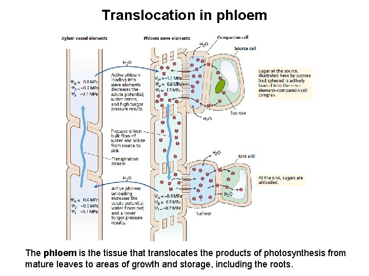 Translocation in phloem The phloem is the tissue that translocates the products of photosynthesis