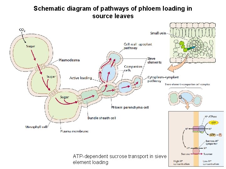 Schematic diagram of pathways of phloem loading in source leaves ATP-dependent sucrose transport in