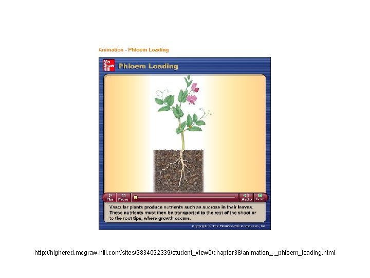 http: //highered. mcgraw-hill. com/sites/9834092339/student_view 0/chapter 38/animation_-_phloem_loading. html 