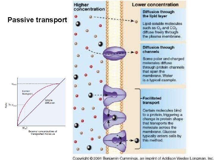 Passive transport 