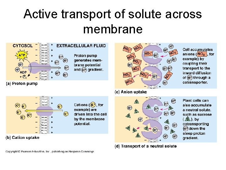 Active transport of solute across membrane 