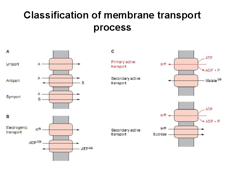 Classification of membrane transport process 