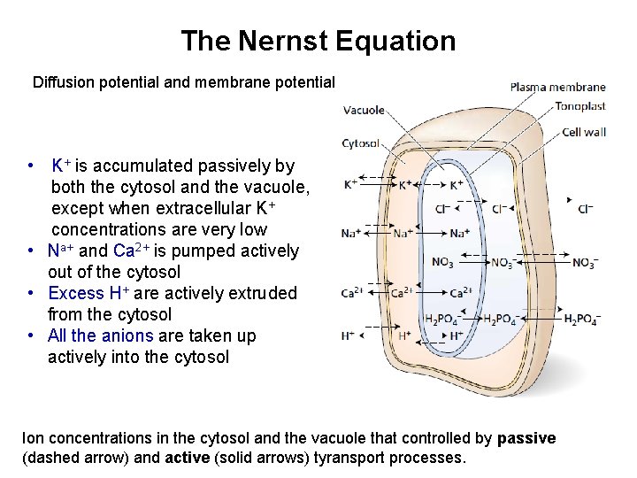 The Nernst Equation Diffusion potential and membrane potential • K+ is accumulated passively by