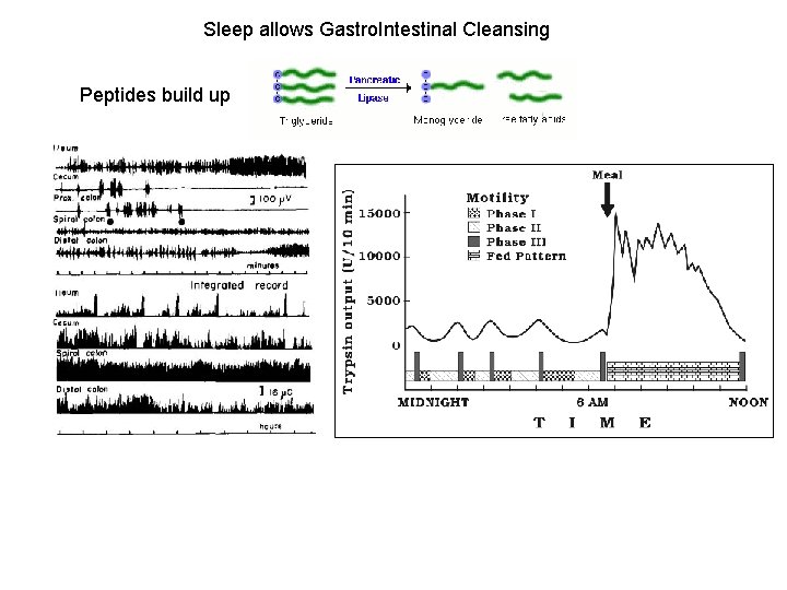 Sleep allows Gastro. Intestinal Cleansing Peptides build up 