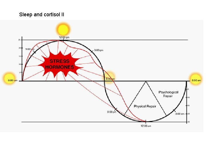 Sleep and cortisol II 