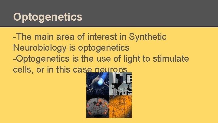 Optogenetics -The main area of interest in Synthetic Neurobiology is optogenetics -Optogenetics is the
