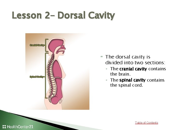 Lesson 2– Dorsal Cavity The dorsal cavity is divided into two sections: ▫ The