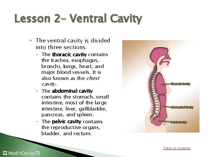 Lesson 2– Ventral Cavity The ventral cavity is divided into three sections: ▫ The
