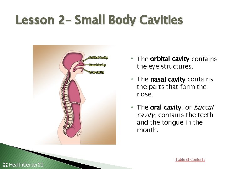 Lesson 2– Small Body Cavities The orbital cavity contains the eye structures. The nasal