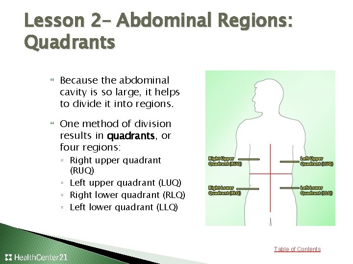 Lesson 2– Abdominal Regions: Quadrants Because the abdominal cavity is so large, it helps