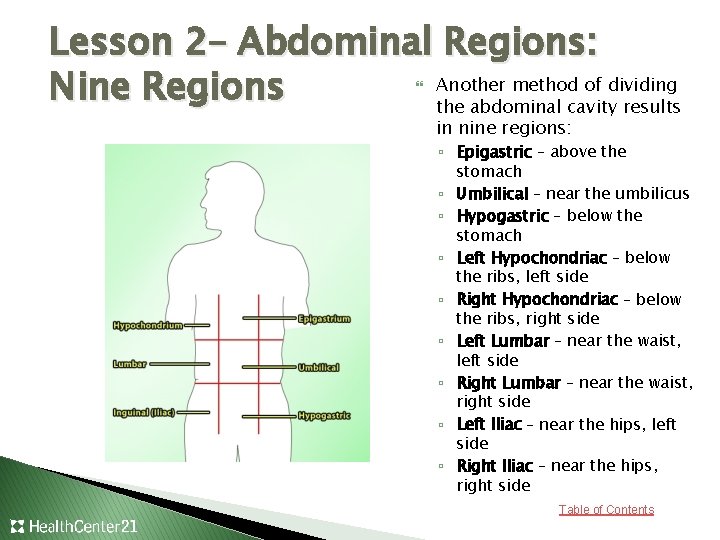 Lesson 2– Abdominal Regions: Another method of dividing Nine Regions the abdominal cavity results