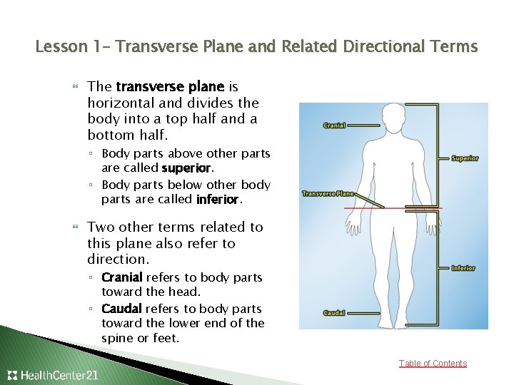 Lesson 1– Transverse Plane and Related Directional Terms The transverse plane is horizontal and