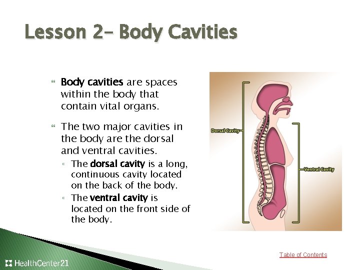 Lesson 2– Body Cavities Body cavities are spaces within the body that contain vital