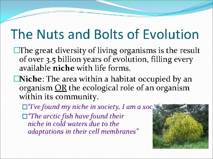 The Nuts and Bolts of Evolution �The great diversity of living organisms is the