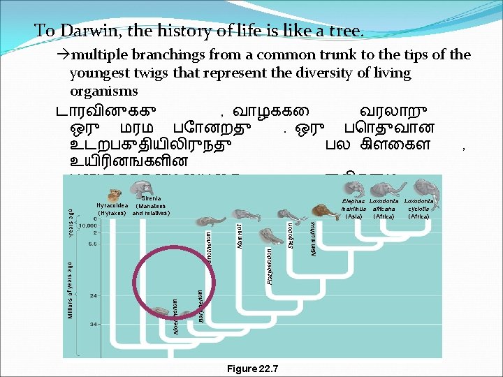 To Darwin, the history of life is like a tree. multiple branchings from a