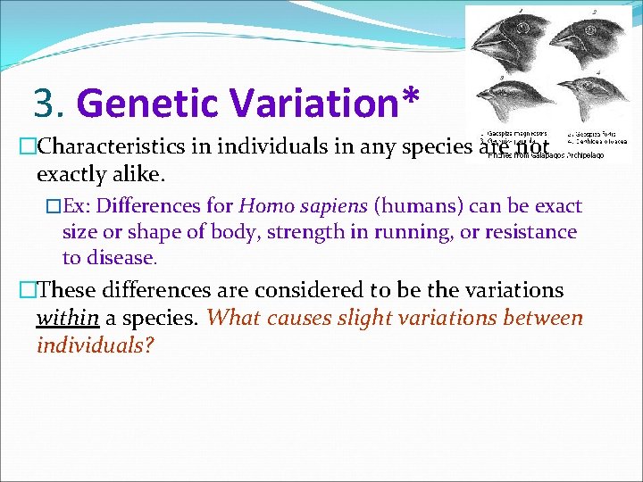 3. Genetic Variation* �Characteristics in individuals in any species are not exactly alike. �Ex: