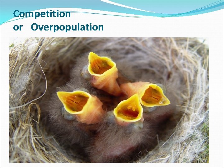 Competition or Overpopulation 