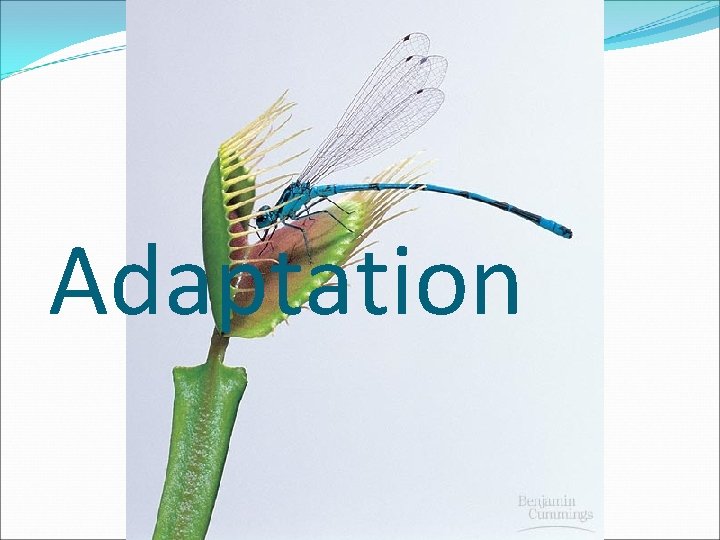 Adaptation 