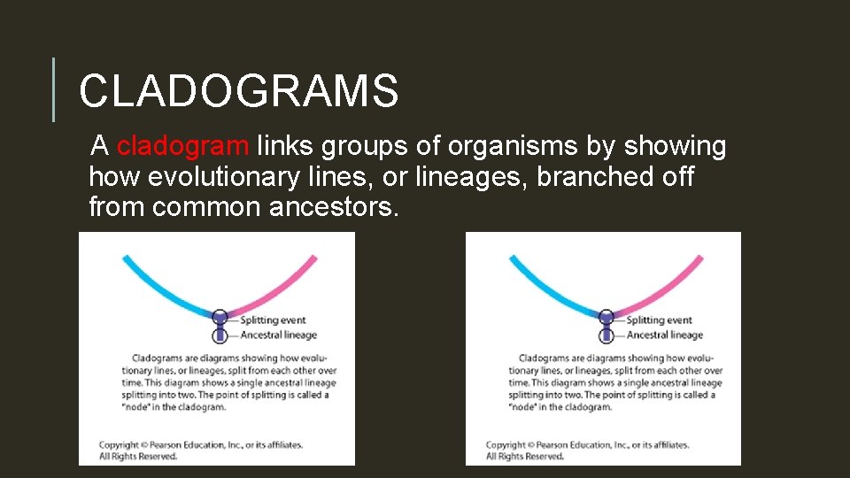 CLADOGRAMS A cladogram links groups of organisms by showing how evolutionary lines, or lineages,