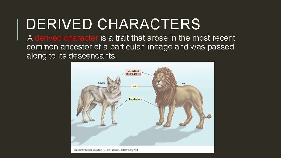 DERIVED CHARACTERS A derived character is a trait that arose in the most recent