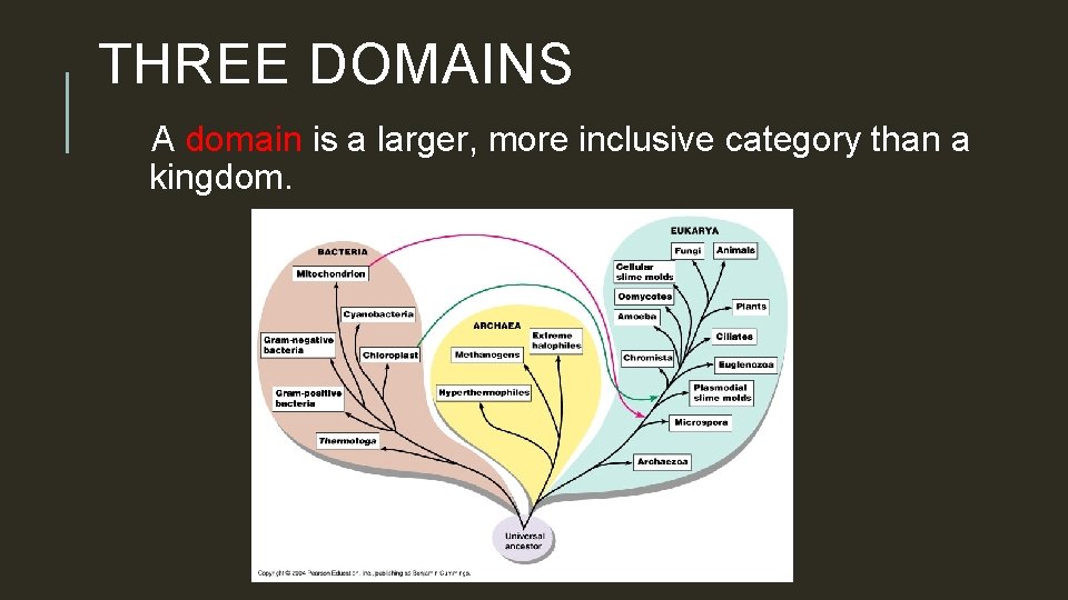THREE DOMAINS A domain is a larger, more inclusive category than a kingdom. 