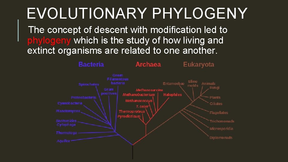 EVOLUTIONARY PHYLOGENY The concept of descent with modification led to phylogeny which is the