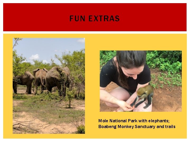 FUN EXTRAS Mole National Park with elephants; Boabeng Monkey Sanctuary and trails 