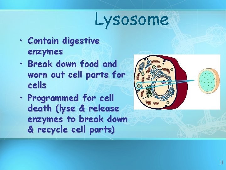 Lysosome • Contain digestive enzymes • Break down food and worn out cell parts