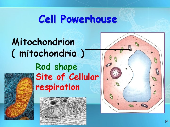 Cell Powerhouse Mitochondrion ( mitochondria ) Rod shape Site of Cellular respiration 14 