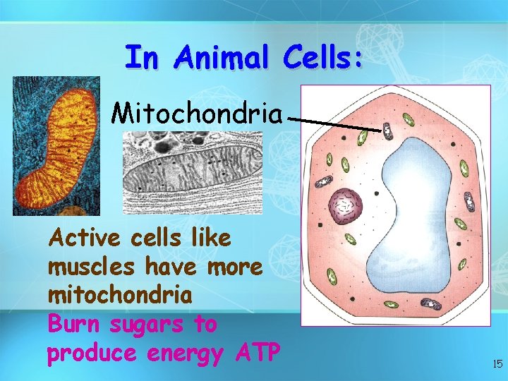 In Animal Cells: Mitochondria Active cells like muscles have more mitochondria Burn sugars to