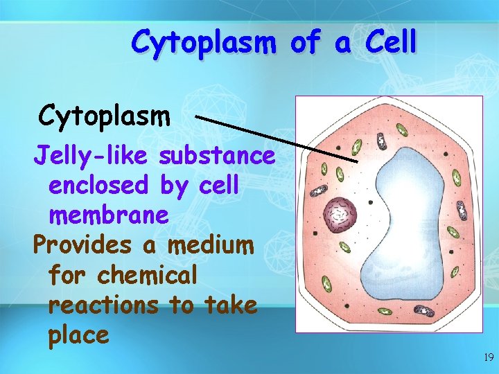 Cytoplasm of a Cell Cytoplasm Jelly-like substance enclosed by cell membrane Provides a medium