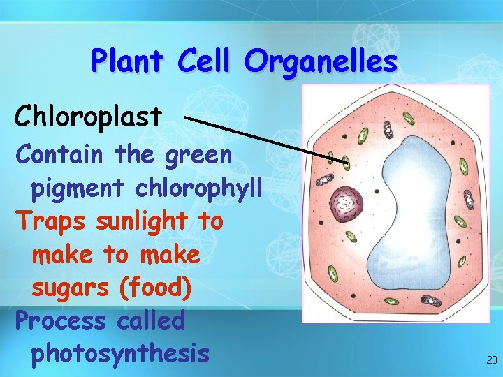 Plant Cell Organelles Chloroplast Contain the green pigment chlorophyll Traps sunlight to make sugars