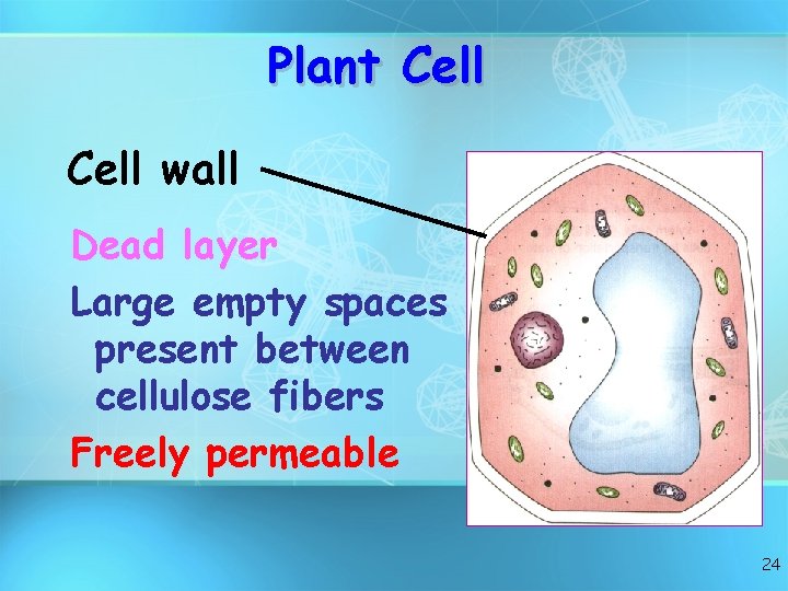 Plant Cell wall Dead layer Large empty spaces present between cellulose fibers Freely permeable