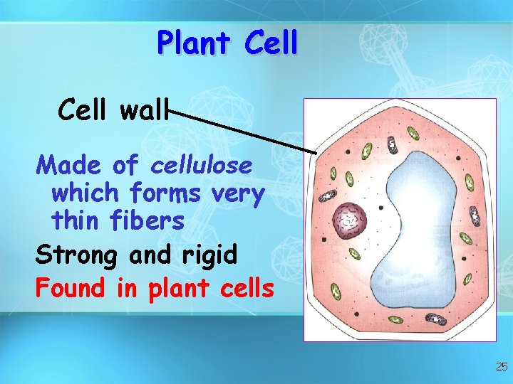 Plant Cell wall Made of cellulose which forms very thin fibers Strong and rigid