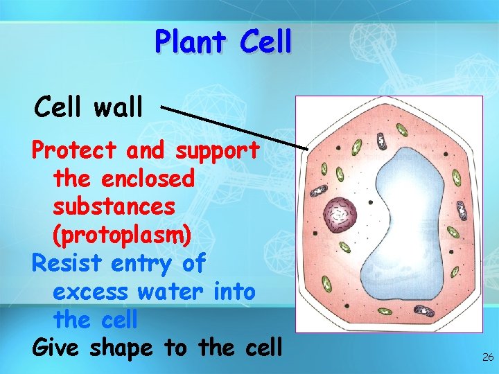 Plant Cell wall Protect and support the enclosed substances (protoplasm) Resist entry of excess