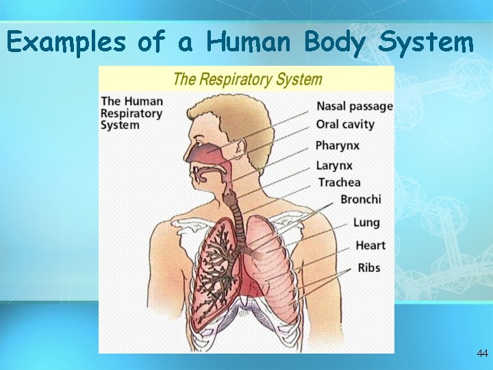 Examples of a Human Body System 44 