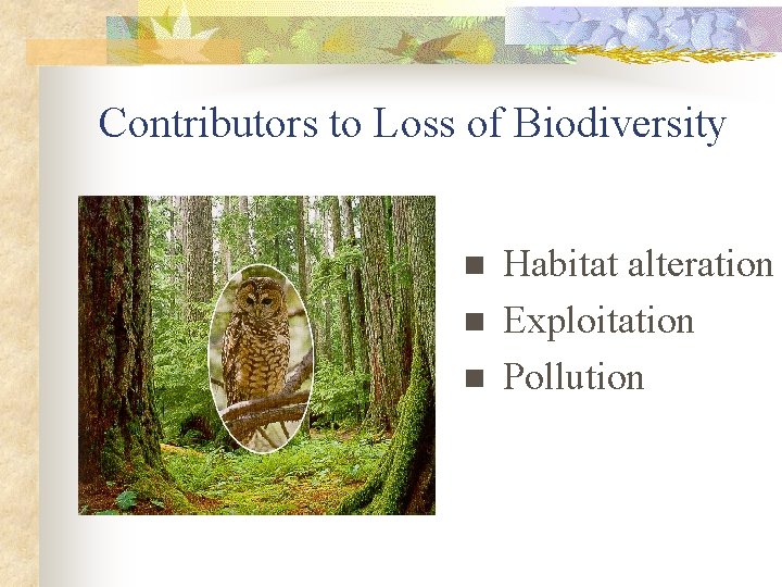 Contributors to Loss of Biodiversity n n n Habitat alteration Exploitation Pollution 