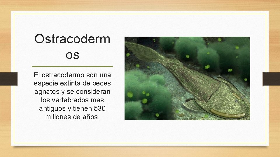 Ostracoderm os El ostracodermo son una especie extinta de peces agnatos y se consideran