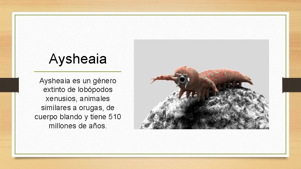 Aysheaia es un género extinto de lobópodos xenusios, animales similares a orugas, de cuerpo