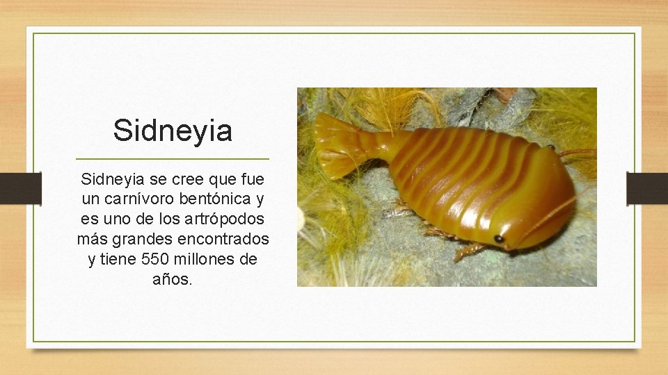 Sidneyia se cree que fue un carnívoro bentónica y es uno de los artrópodos