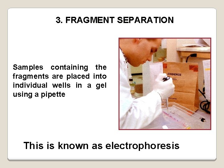 3. FRAGMENT SEPARATION Samples containing the fragments are placed into individual wells in a