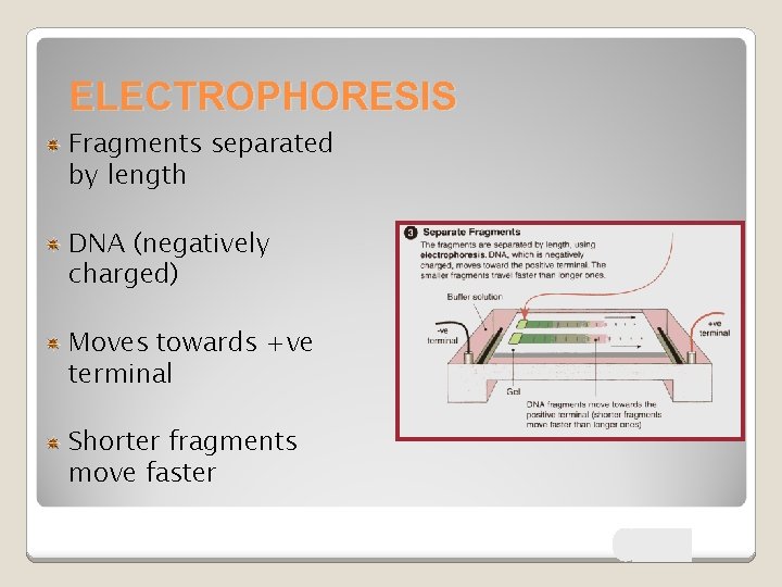 ELECTROPHORESIS Fragments separated by length DNA (negatively charged) Moves towards +ve terminal Shorter fragments