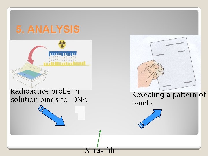 5. ANALYSIS Radioactive probe in solution binds to DNA X-ray film Revealing a pattern