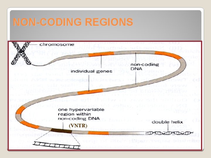 NON-CODING REGIONS (VNTR) 