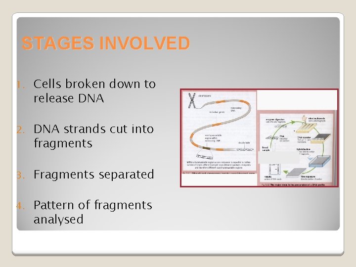 STAGES INVOLVED 1. Cells broken down to release DNA 2. DNA strands cut into