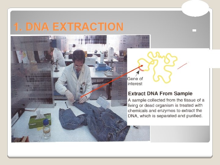 1. DNA EXTRACTION 