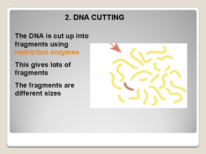 2. DNA CUTTING The DNA is cut up into fragments using restriction enzymes This