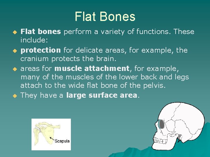 Flat Bones u u Flat bones perform a variety of functions. These include: protection