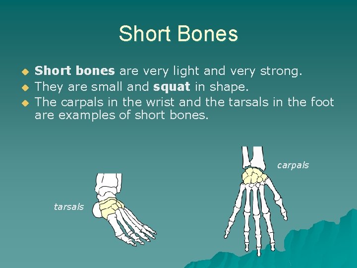 Short Bones u u u Short bones are very light and very strong. They