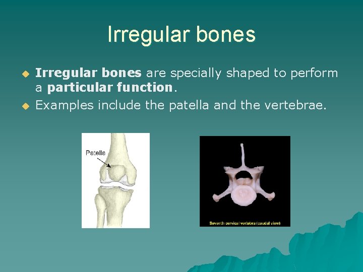 Irregular bones u u Irregular bones are specially shaped to perform a particular function.
